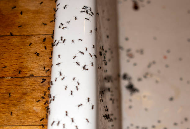 Best Bed Bug Extermination  in Ardia, CA