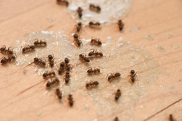 Trusted Arcadia, CA Pest Control Experts