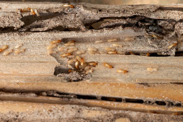 Best Emergency Pest Control  in Ardia, CA